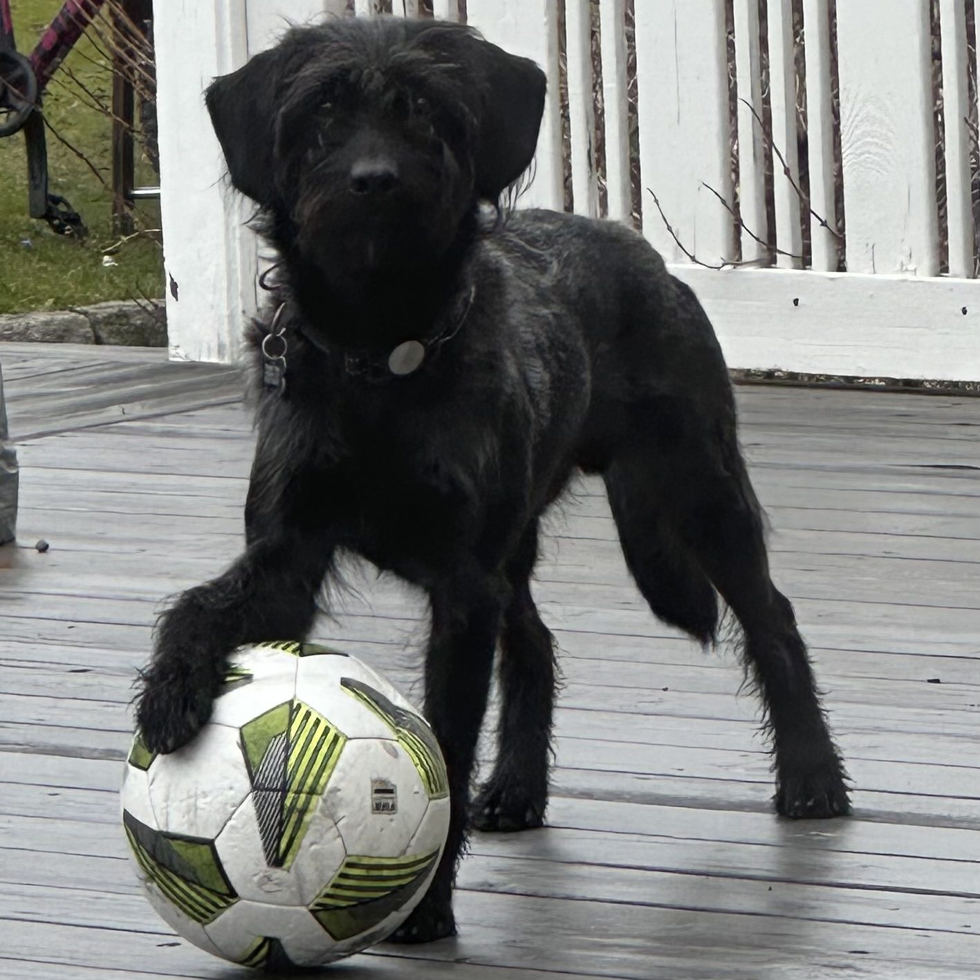 En svart hund som heter Ludde håller i en boll.